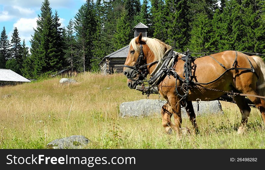 Two work horses on a mountain pasture (Norrbotten, Sweden)