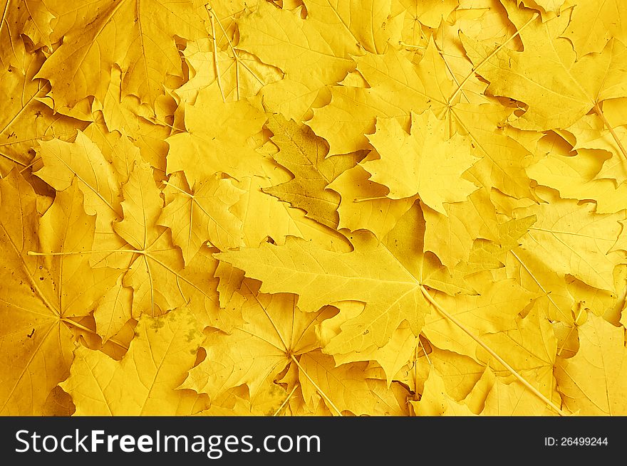Background with yellow autumn maple leaves. Background with yellow autumn maple leaves