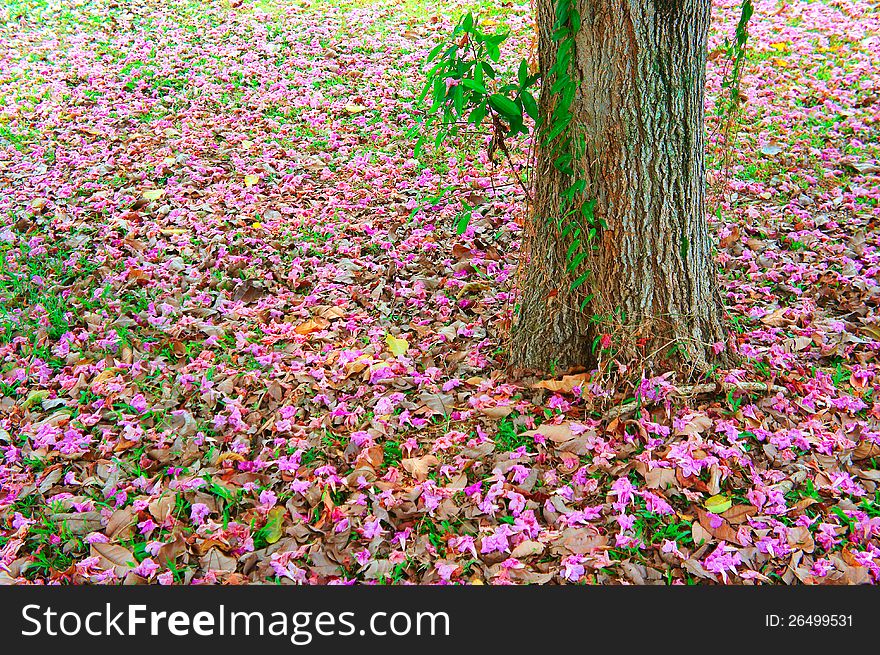 Pink leaves in the ground. Pink leaves in the ground