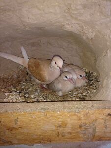 Beautiful Dove With Her Cuties... Royalty Free Stock Images