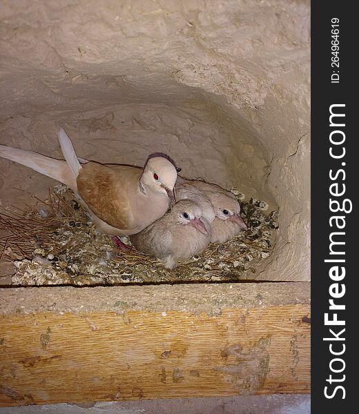 Beautiful dove with her cuties...