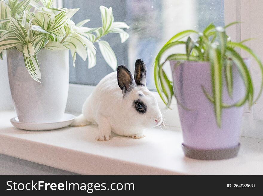 Bunny white nice fluffy