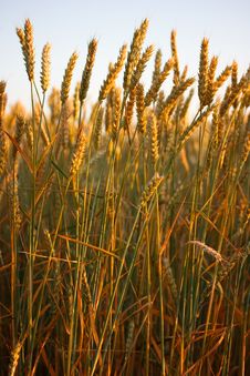 Golden Wheat Field Stock Images Golden Wheat Field Stock Images