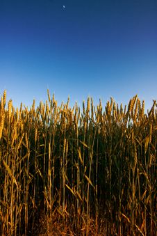 Golden Wheat Field Stock Photo Golden Wheat Field Stock Photo