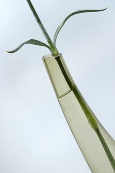 Stalk Stock Photography Stalk Stock Photography