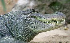 Mississipi Alligator 3 Royalty Free Stock Images Mississipi Alligator 3 Royalty Free Stock Images