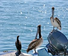 Two Pelicans And A Gull Royalty Free Stock Image Two Pelicans And A Gull Royalty Free Stock Image
