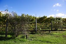 Rows Of Grapes Royalty Free Stock Images Rows Of Grapes Royalty Free Stock Images