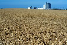 Wheat Field & Granary Stock Image