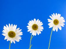 Daisies Stock Photos Daisies Stock Photos