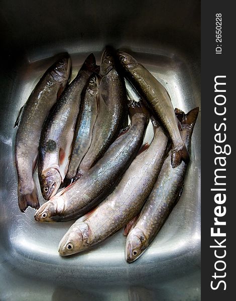 Eight speckled trouts being cleaned in a sink. Eight speckled trouts being cleaned in a sink