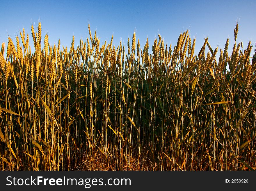 Golden wheat field