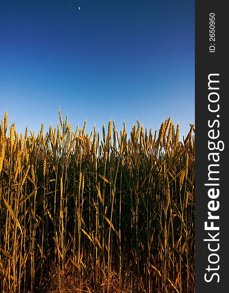 Field of fresh golden wheat grain on a pleasant afternoon with clear sky. Field of fresh golden wheat grain on a pleasant afternoon with clear sky