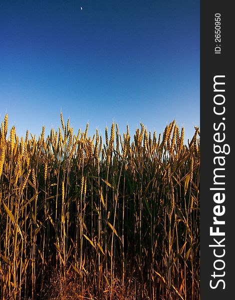 Golden wheat field