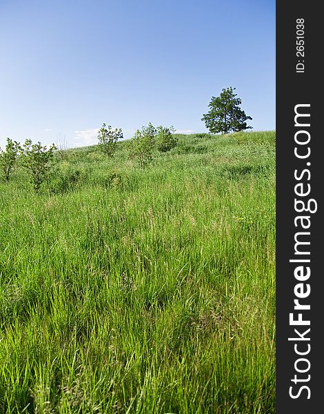 Sunny summer landscape with tree and bushes