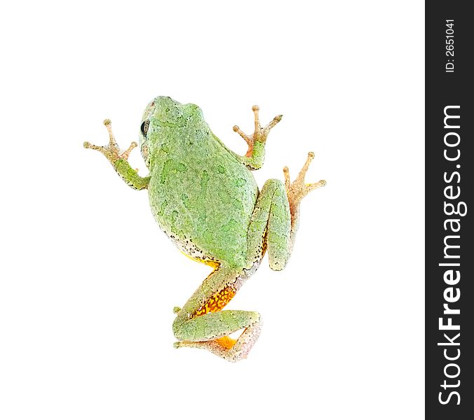 A treefrog isolated on white, seen from above. A treefrog isolated on white, seen from above.