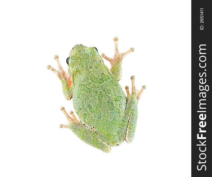 A treefrog isolated on white, seen from above (clipping path included). A treefrog isolated on white, seen from above (clipping path included).