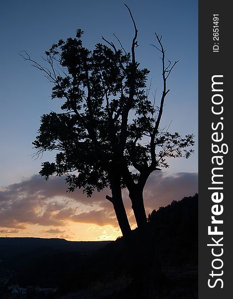 Outline tree on the rock at west sunshine. Outline tree on the rock at west sunshine