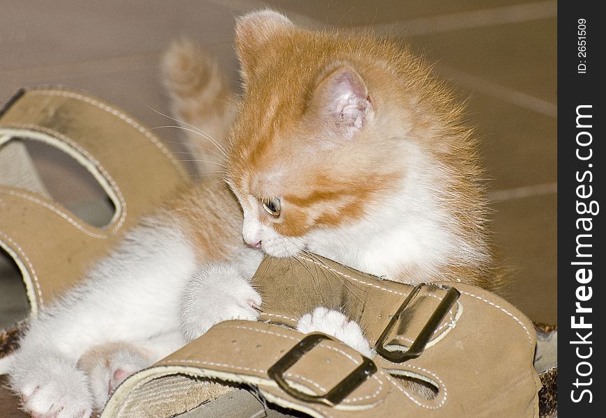 Kitten In Boot