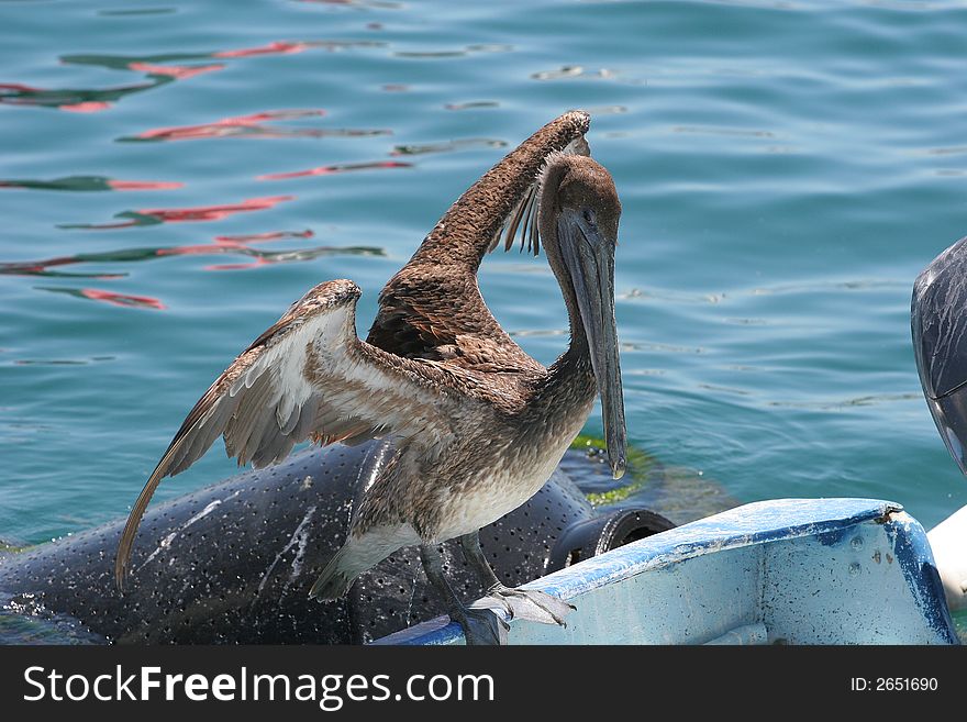 Old pelican poised for flight from boat. Old pelican poised for flight from boat