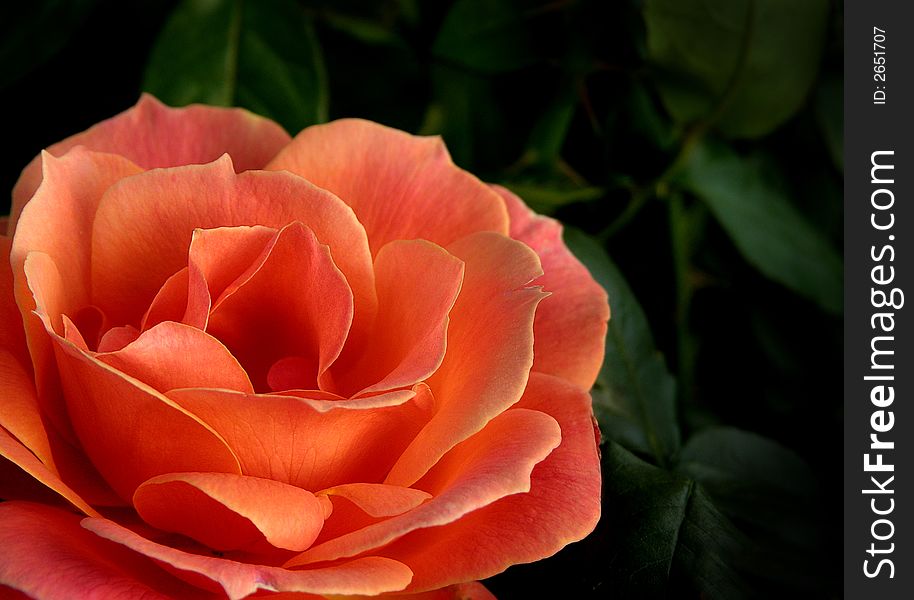 Tea-hybrid rose with orane color with leaves around. Tea-hybrid rose with orane color with leaves around