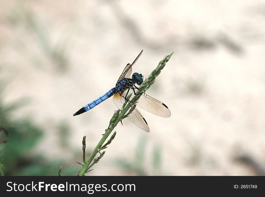 Dragon fly resting on grass near a pond