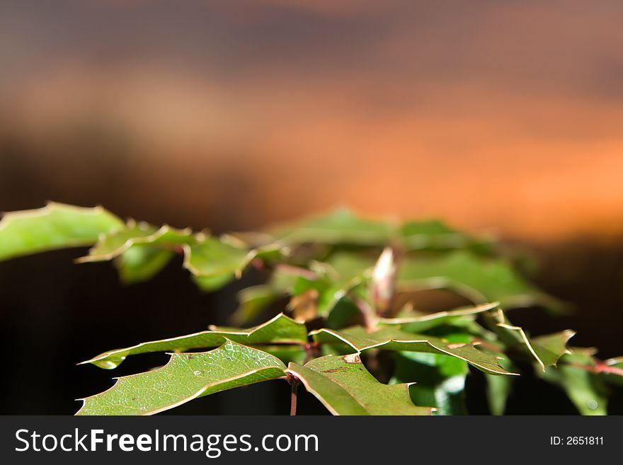 Trailing Mahonia