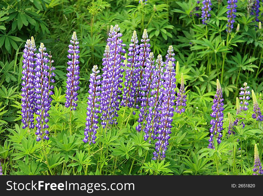 Wildflower purple lupins in a field