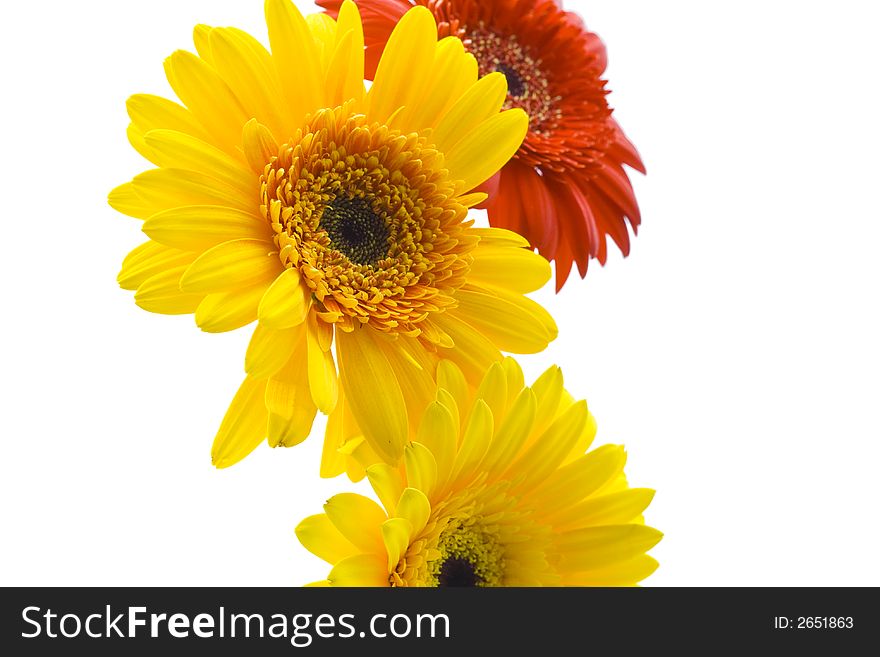 Two yellow and one red daisy on white background. Two yellow and one red daisy on white background