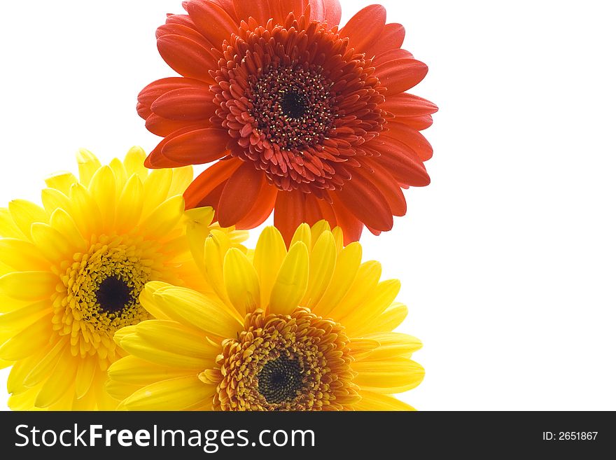 Two yellow and one red daisy on white background. Two yellow and one red daisy on white background