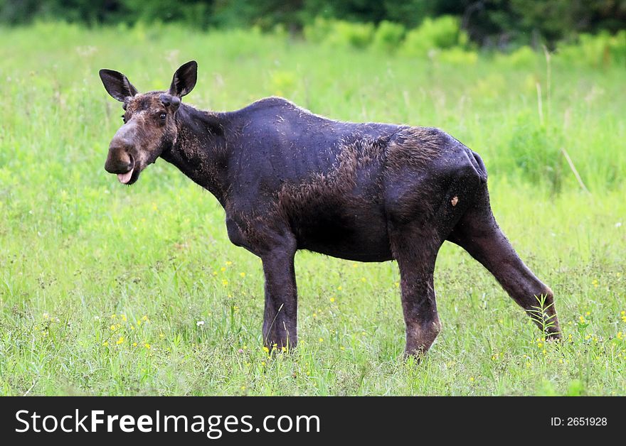 Moose standing in a field in Rangeley, Maine. Moose standing in a field in Rangeley, Maine