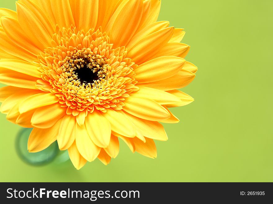 Yellow gerbera daisy on a green background