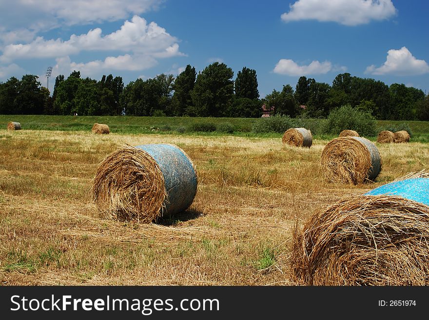 Field of hay bales on a sunny summer day