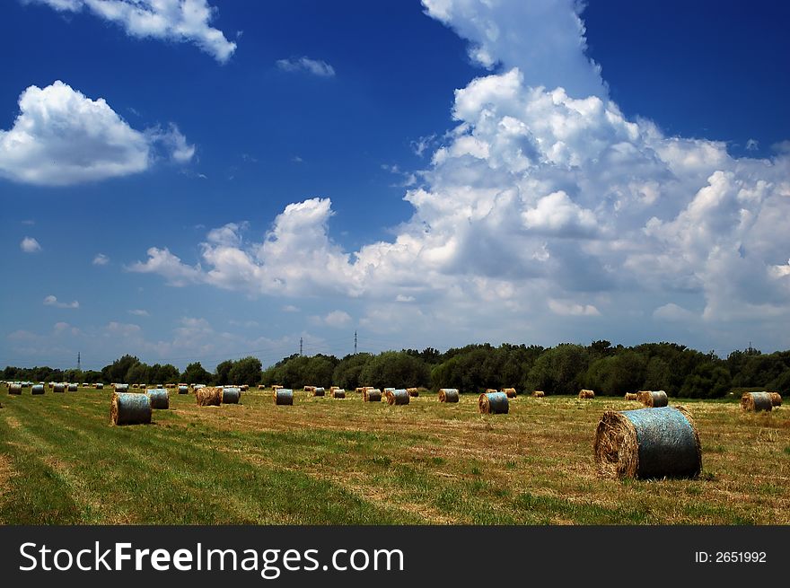 Field of hay bales on a sunny summer day