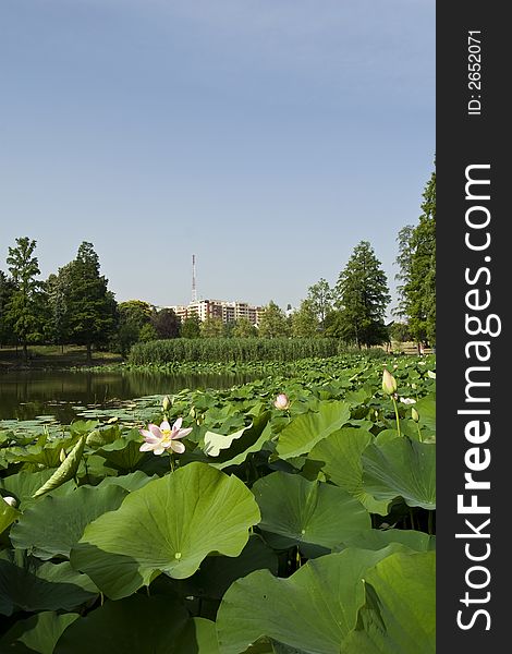 Japanese pink lotus lake in city park. Japanese pink lotus lake in city park