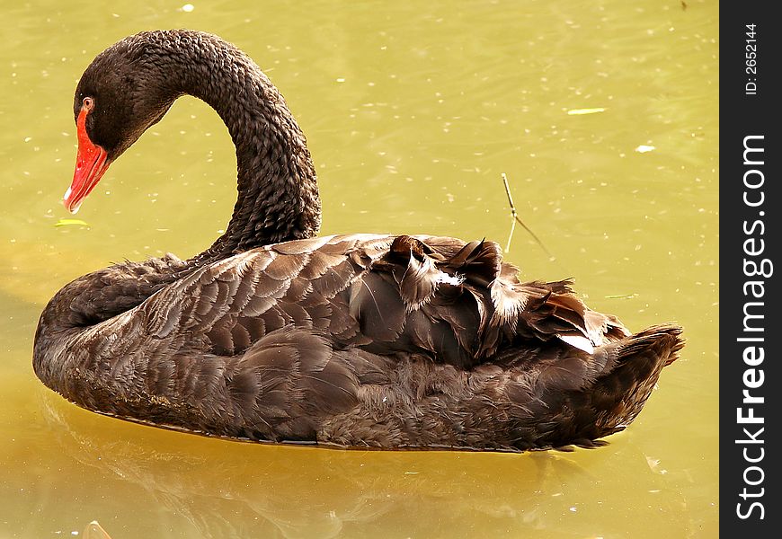 A beautiful black swan enjoying showing herself. A beautiful black swan enjoying showing herself