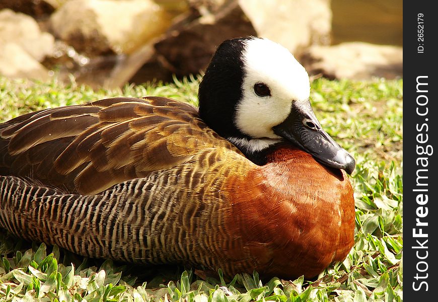 A lovely colorful and peaceful duck