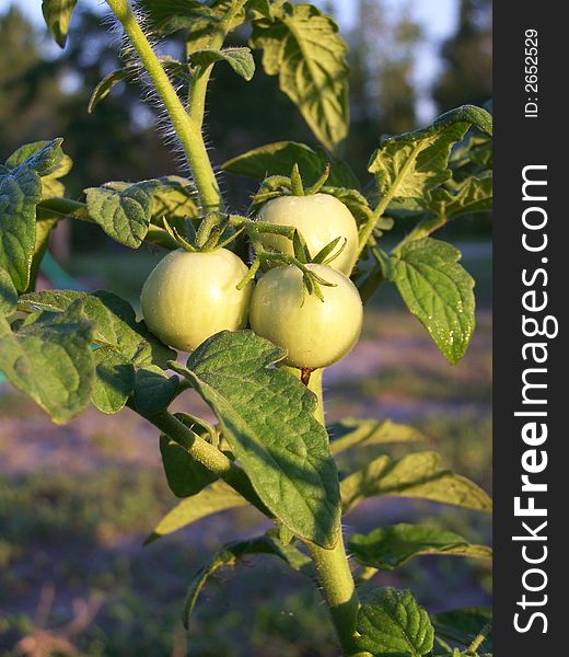 Small green tomatoes still growing on the plant waiting to ripen. Small green tomatoes still growing on the plant waiting to ripen.