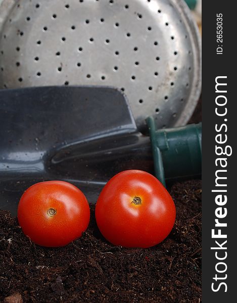 Small tomatoes on soil with gardening tools in the background. Small tomatoes on soil with gardening tools in the background