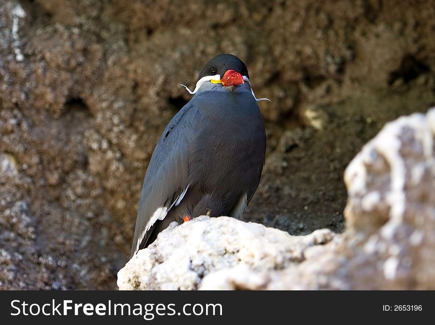 Inca Tern in its burrow