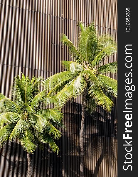 Green palm trees casting a shadow on a building