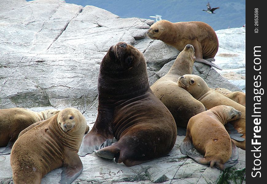 Sea lions pride on the rocks. Sea lions pride on the rocks