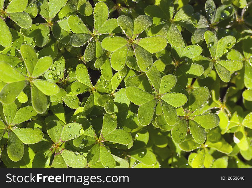 A clump of morning moist clover eagerly awaits your bovine affection