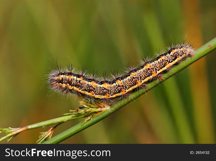 Macro of caterpillar on stalk
