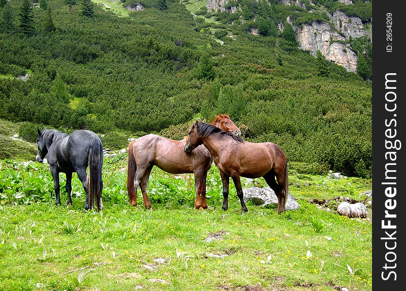 Three wild horses in green nature with rocks. Three wild horses in green nature with rocks
