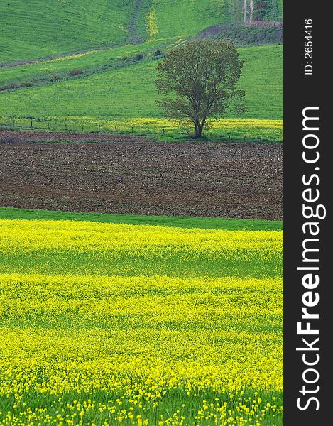 Landscape,Tuscany Val D Orcia