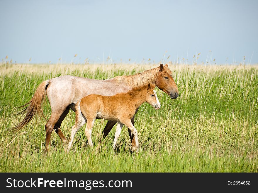 Horses family. Mare with colt. Near Chany lake, Novosibirsk area, June 2007