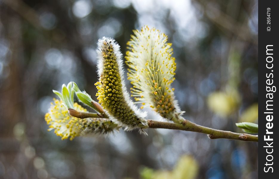 Pussywillow branch with yellow catkin and new leaf. Pussywillow branch with yellow catkin and new leaf.