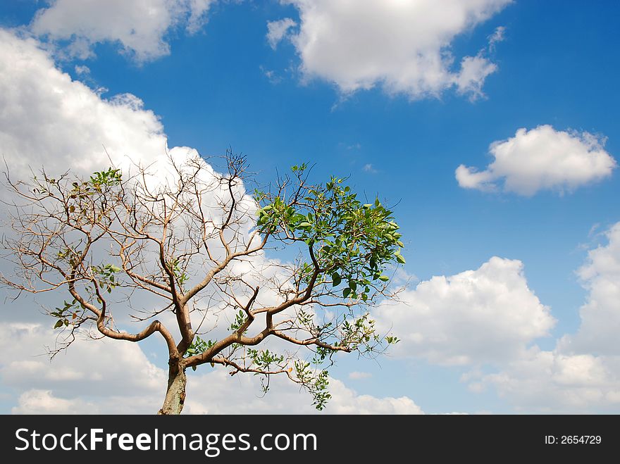 A tree under the blue sky with cloud