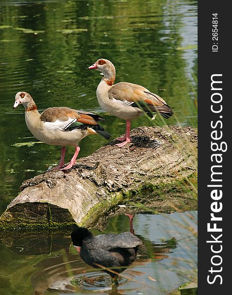 Two geese by the river